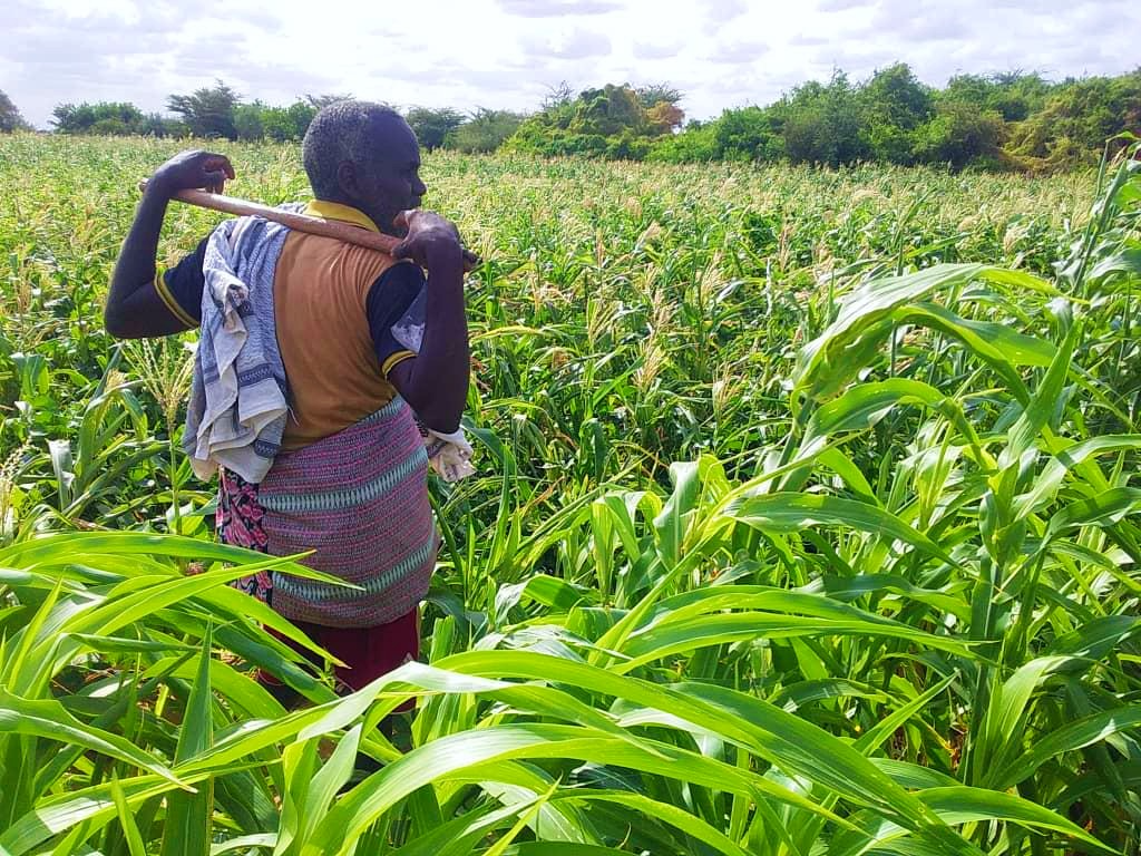 Gedo Farming